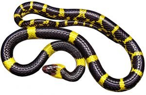snake